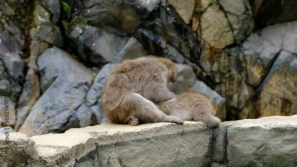 A female monkey pick fleas and treats her male on a rock, both with back to the camera, snow monkey park, Nagano, Japan. A female monkey pick fleas and treats her male on a rock, both with back to the camera, snow monkey park, Nagano, Japan.