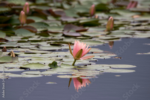 beautiful water lily and lotus 