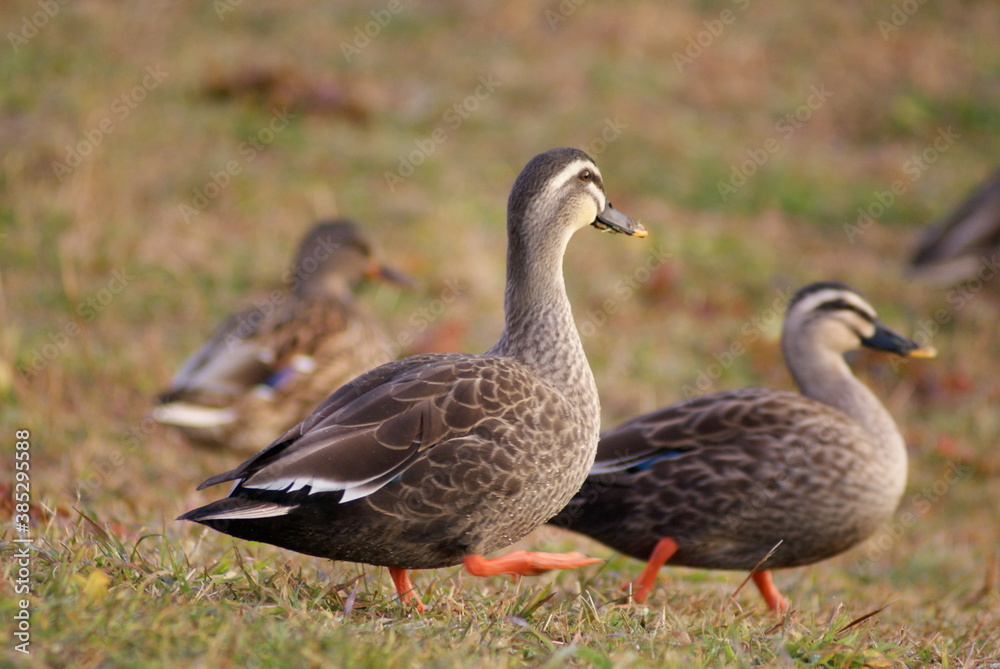 Spot‐billed Duck (Anas zonorhyncha) amble through a meadow Spot‐billed Duck (Anas zonorhyncha) amble through a meadow