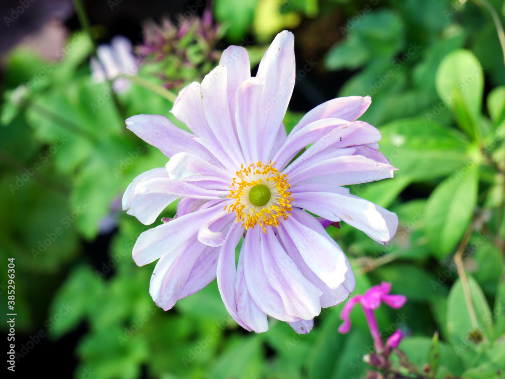 Purple flower. Autumn in garden. Purple flower. Autumn in garden.