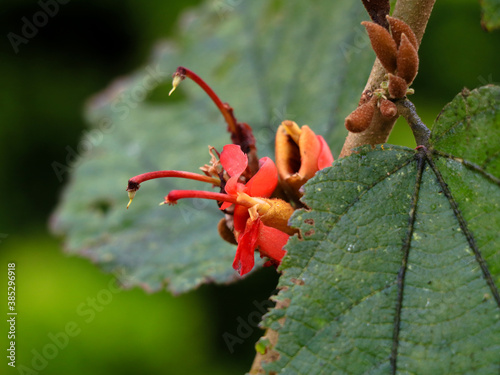 Flowers of one variety of  Grewia  tiliifolia tree in the Malvaceae family photo