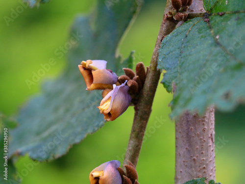 Flowers of one variety of  Grewia  tiliifolia tree in the Malvaceae family photo