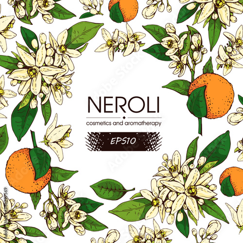 Background with bitter orange flowers, buds, fruits . Detailed hand-drawn sketches, vector botanical illustration.