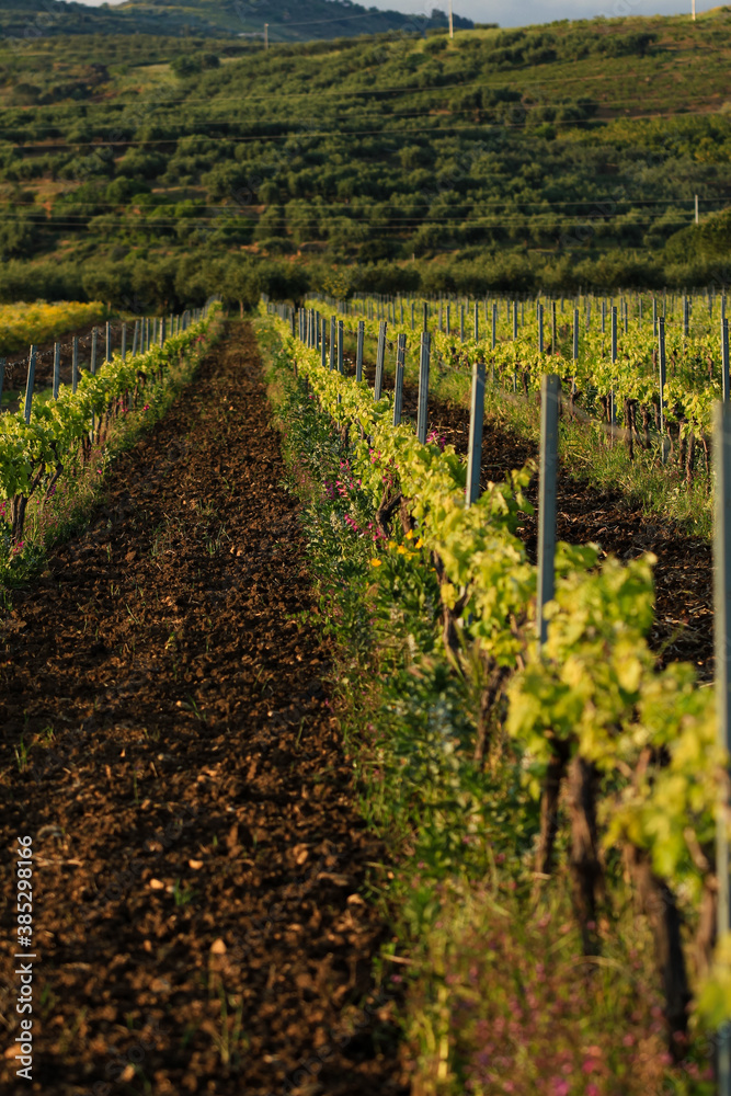 Spring vineyard before sunset, vertical orientation, selective focus