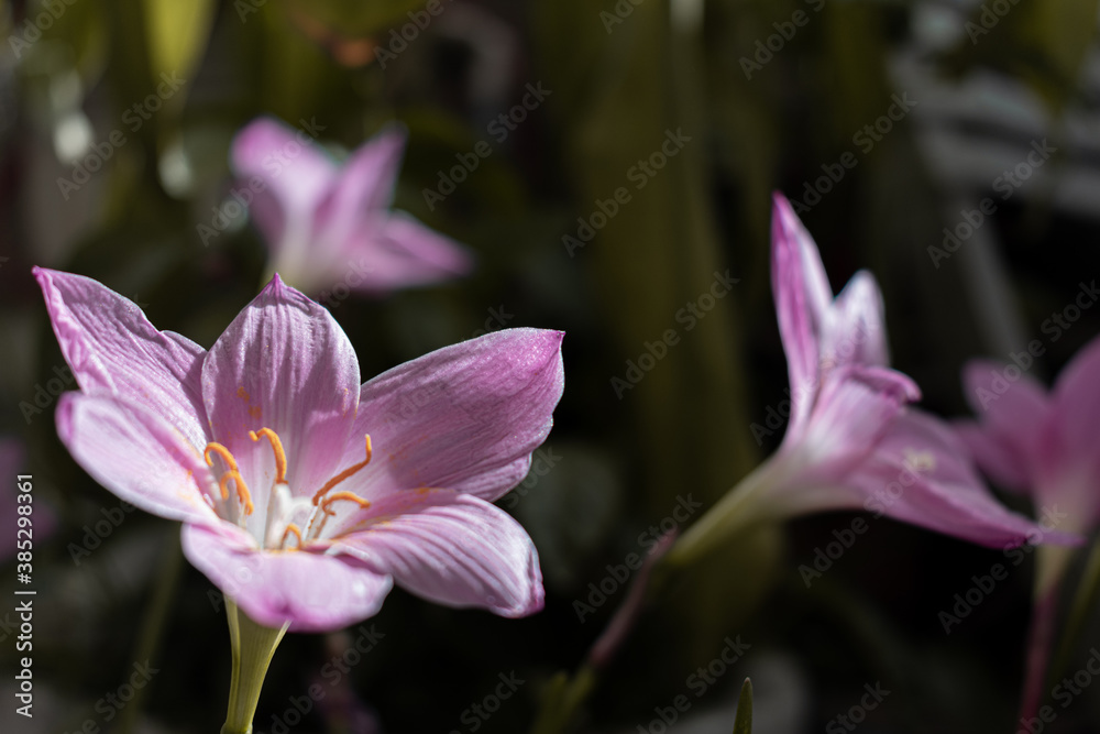 Fototapeta premium Selective focus shot of purple lily flowers under the sunlight