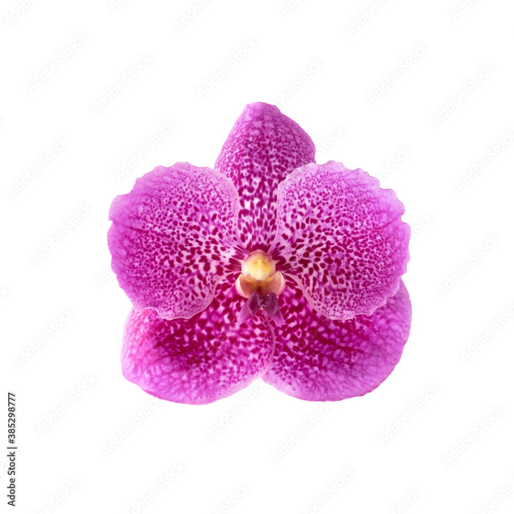 vanda coerulea isolated on the white background vanda coerulea isolated on the white background