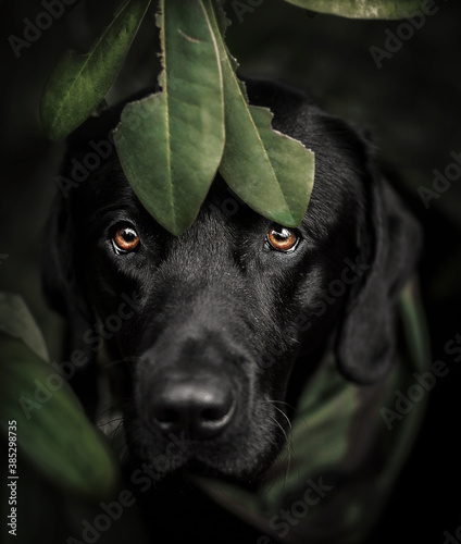 black dog portrait photo