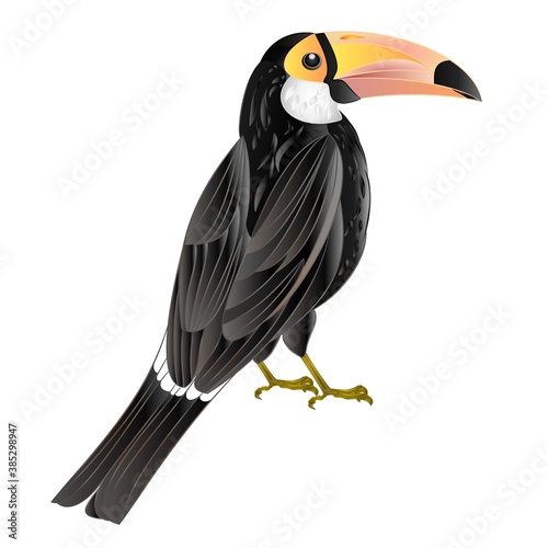 Exotic african bird toucan black bird with white breast, large yellow beak with black tip, long tail on a white background watercolor vintage vector illustration editable hand draw
