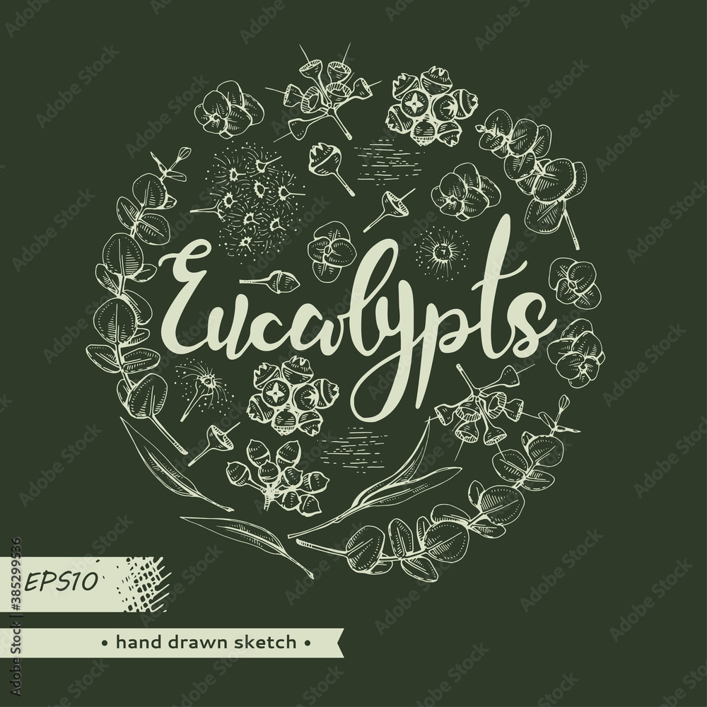 Circle filled Eucalyptus leaves, young shoots and branches of eucalyptus with flowers, buds and seeds and lettering Eucalypts . Detailed hand-drawn sketches, vector botanical illustration.