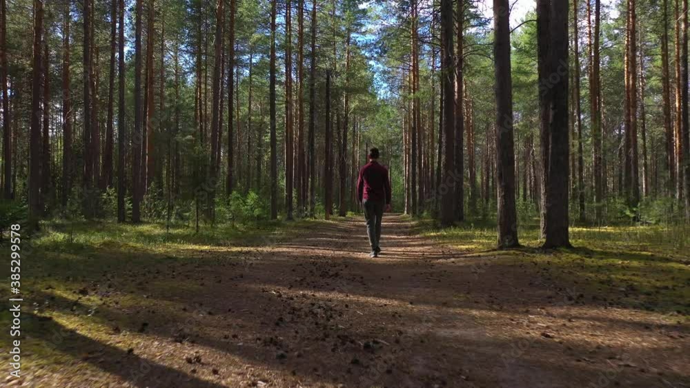Flying on a drone along a forest road through a beautiful sunny forest in sunny weather. A man walks along the path. A traveler walks without a backpack, without equipment. Flying on a drone along a forest road through a beautiful sunny forest in sunny weather. A man walks along the path. A traveler walks without a backpack, without equipment.