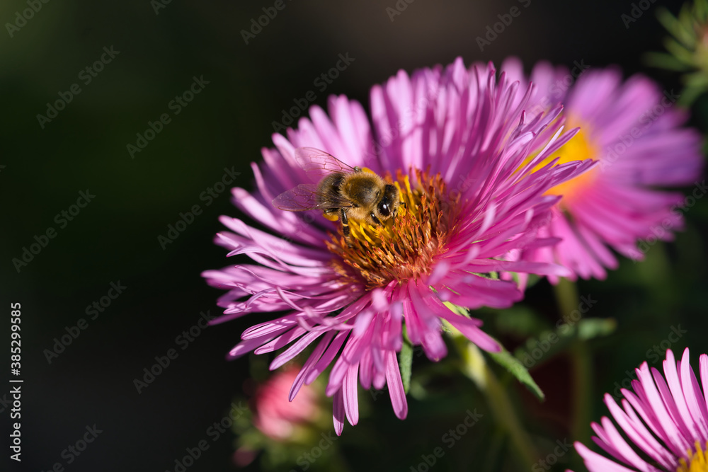 Biene auf rosa blühender Aster im Herbst Biene auf rosa blühender Aster im Herbst