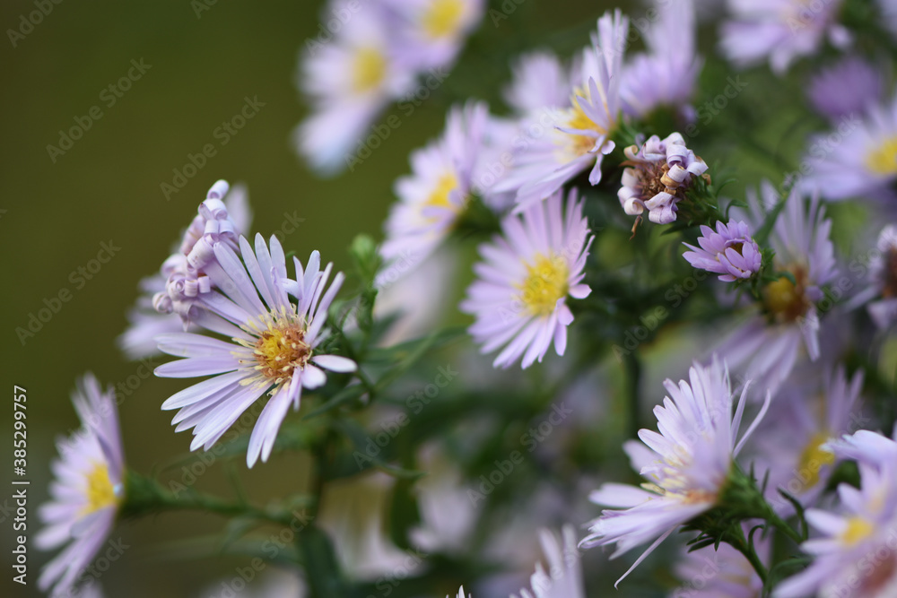 close-up lilac New Austrian aster in the autumn garden close-up lilac New Austrian aster in the autumn garden