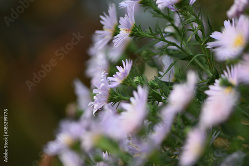 flowers in the garden