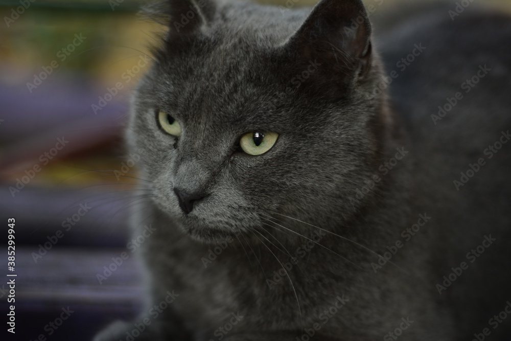 gray cat on a background of autumn