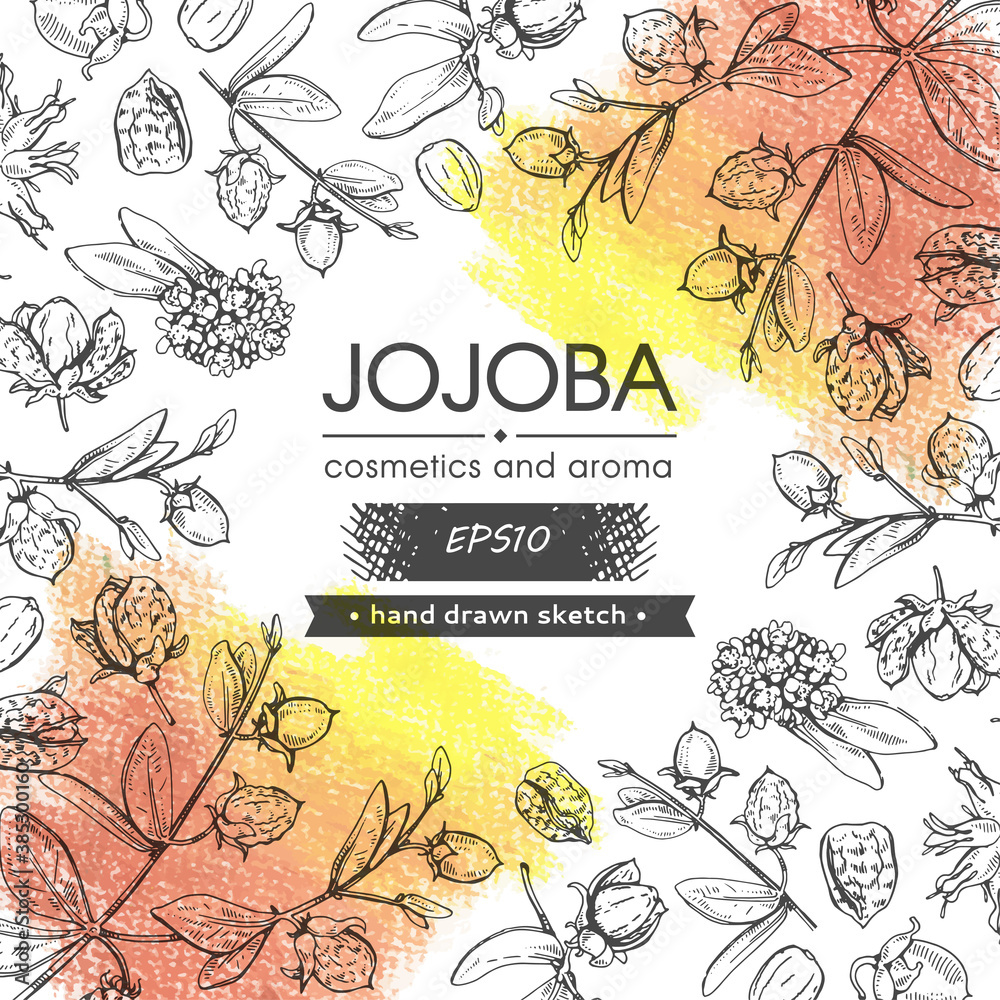 Background filled with Jojoba branches with fruits and flowers, leaves. Fruit jojoba in a peel and without and with empty circle inside. Detailed hand-drawn sketches, vector botanical illustration.