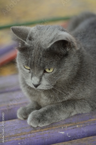 gray cat on a background of autumn