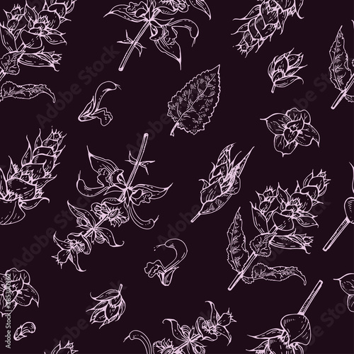 Seamless Pattern with Clary sage twigs with leaves and flowers . Detailed hand-drawn sketches, vector botanical illustration.