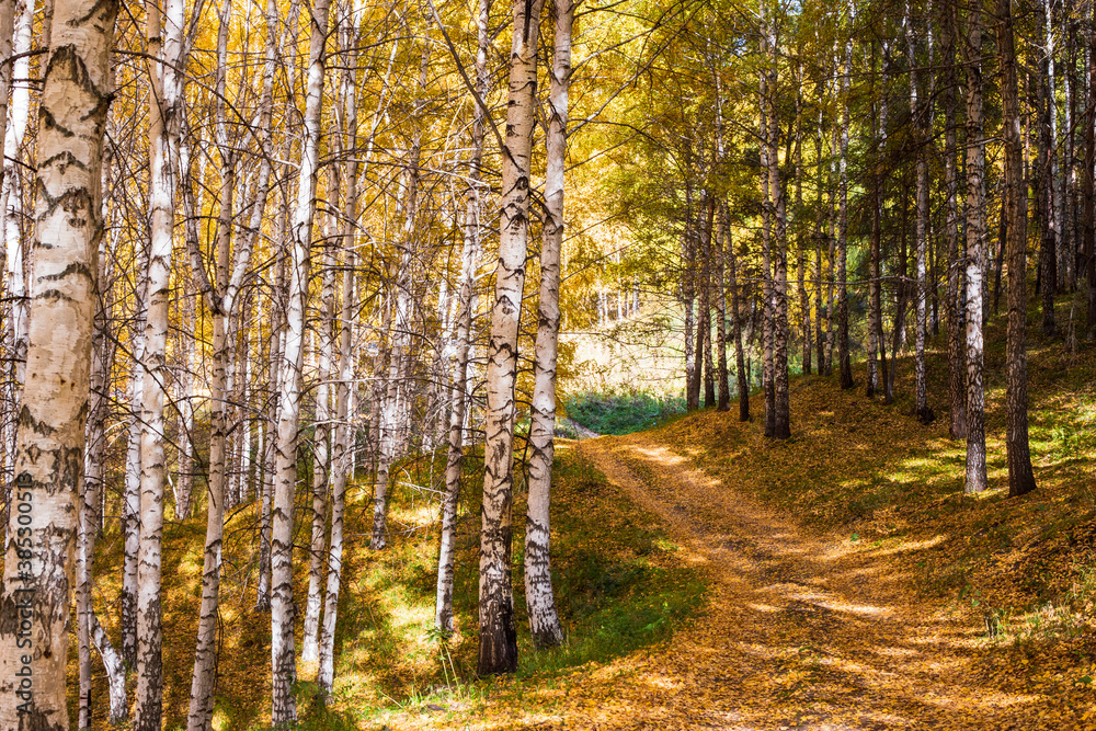 Obraz premium Autumn landscape. Beautiful birch trees. Walk in the birch forest. Natural background. Place to insert text.