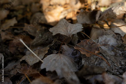 fallen leaves of poplars in autumn