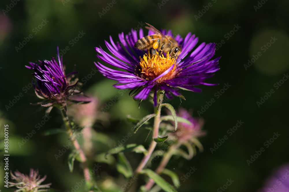Biene auf lila blühender Aster im Herbst Biene auf lila blühender Aster im Herbst