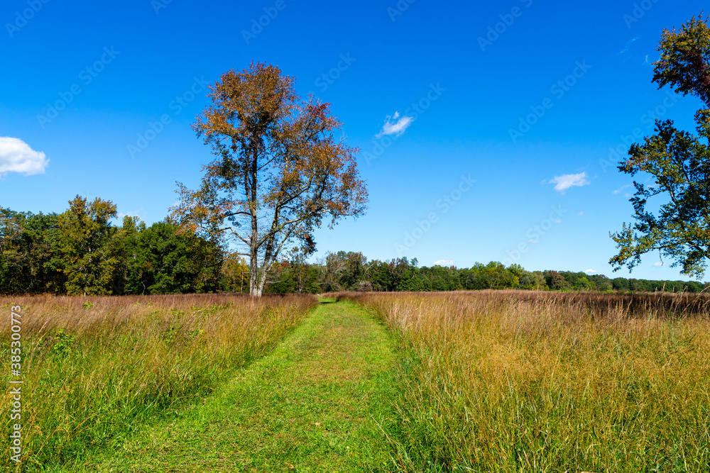 View of a meadow
