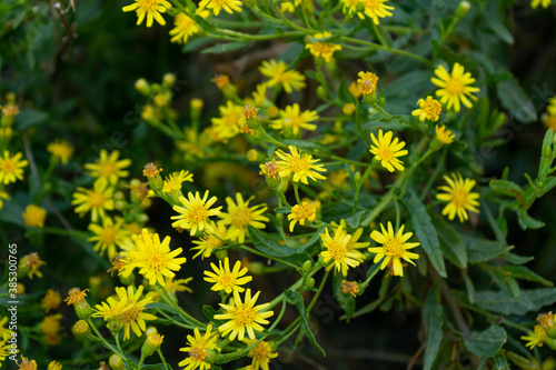 Fototapeta Naklejka Na Ścianę i Meble -  field of wild Brassica carinata flowers