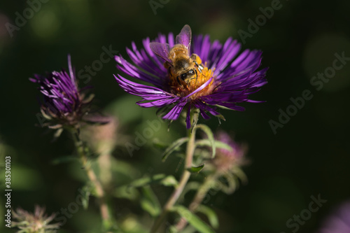 Biene auf lila bl  hender Aster im Herbst