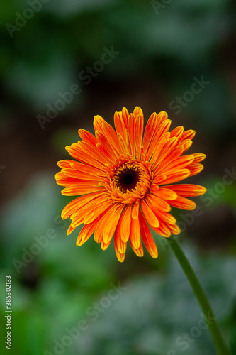 Two orange-yellow gerbera flower on green nature background.