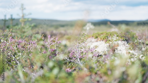 The natural background of the flower Heather. Small pink  purple flowers. Soft focus.