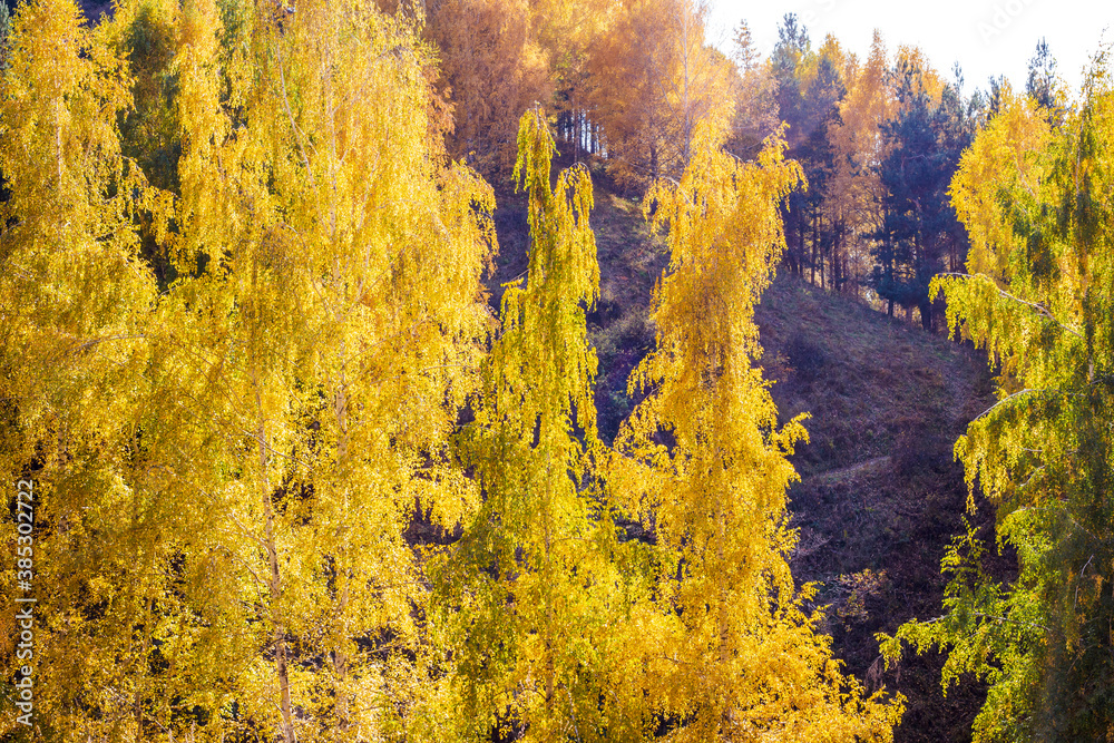 Fototapeta premium Autumn landscape. Beautiful birch trees. Walk in the birch forest. Natural background. Place to insert text.