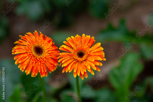 Two orange-yellow gerbera flower on green nature background.