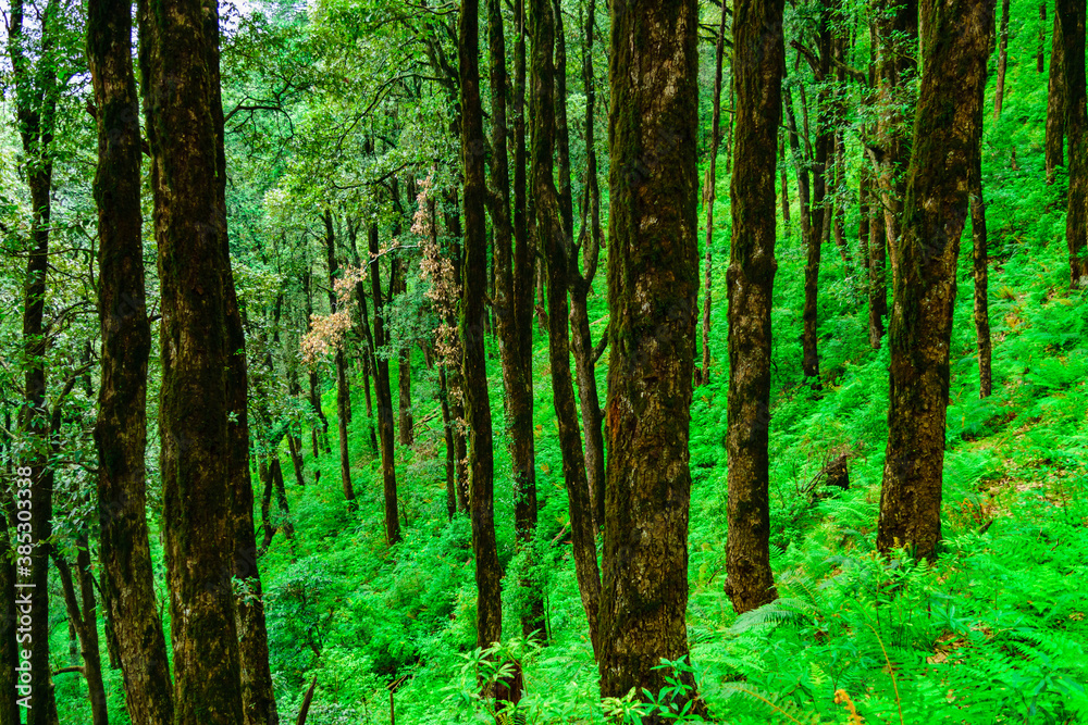 Evergreen tropical rainforest where trees covered with moss in  lesser himalayas peaks enroute prashat lake hiking trail near Mandi, Himachal Pradesh, India.