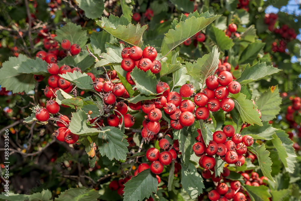 Hawthorn (Crataegus sp.) in park Hawthorn (Crataegus sp.) in park