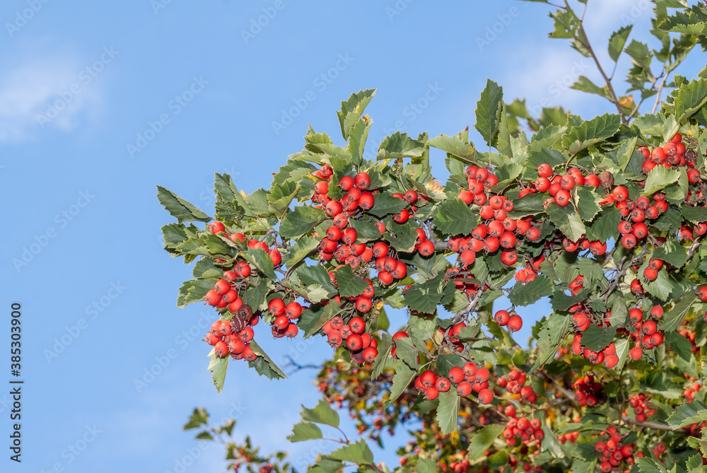 Hawthorn (Crataegus sp.) in park Hawthorn (Crataegus sp.) in park