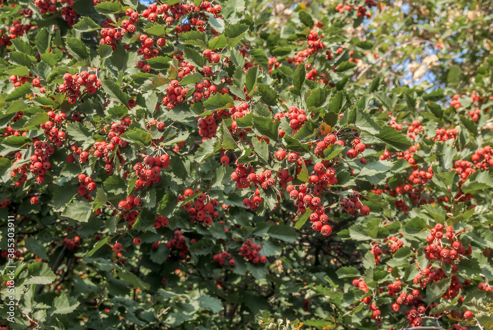 Hawthorn (Crataegus sp.) in park