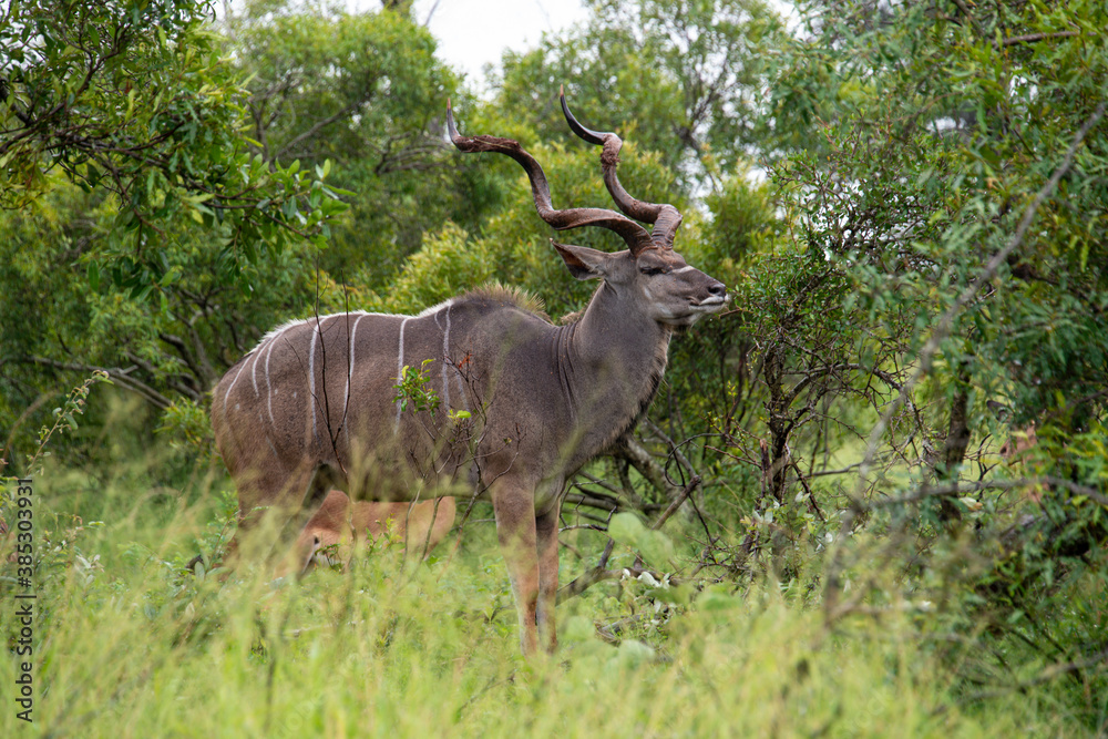 Grand koudou, Tragelaphus strepsiceros, mâle, Parc national Kruger, Afrique du Sud Grand koudou, Tragelaphus strepsiceros, mâle, Parc national Kruger, Afrique du Sud