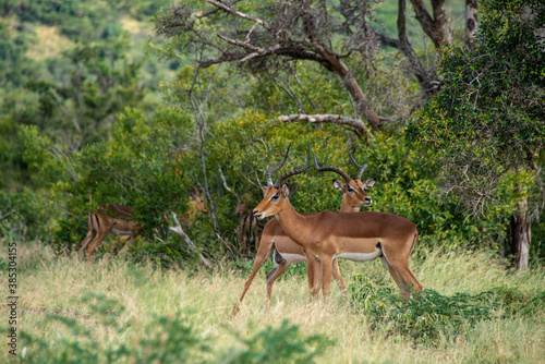 Impala, mâle, Aepyceros melampus