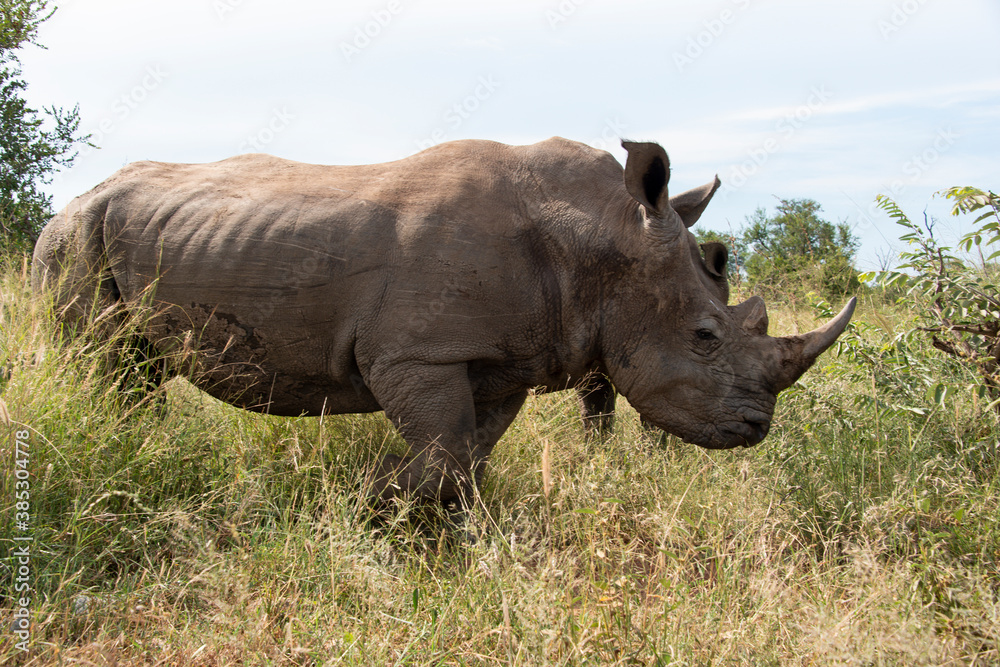 Fototapeta premium Rhinocéros blanc, white rhino, Ceratotherium simum, Parc national Kruger, Afrique du Sud