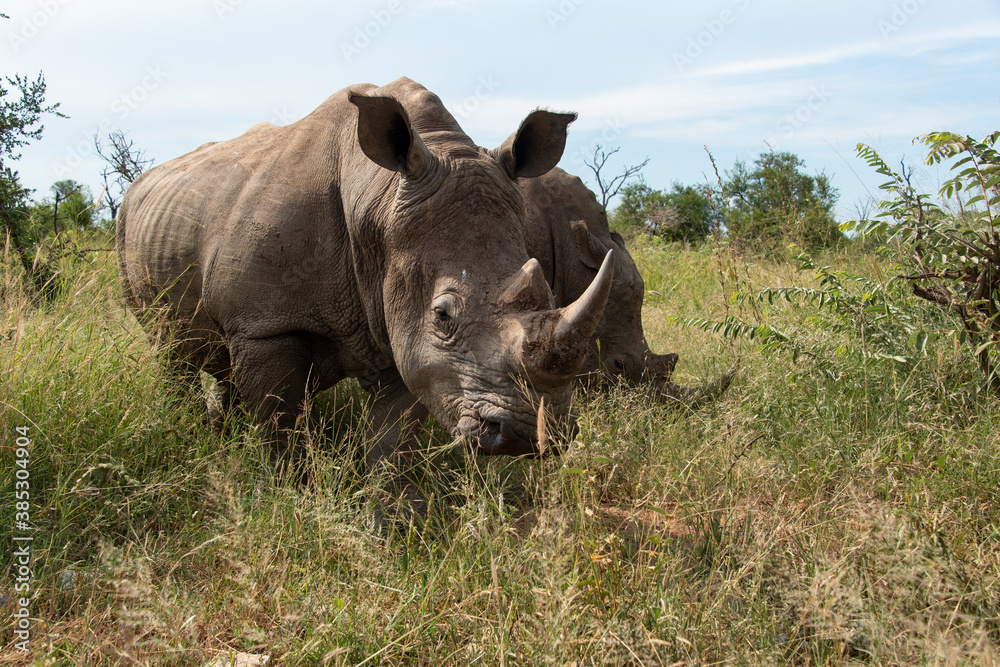 Fototapeta premium Rhinocéros blanc, white rhino, Ceratotherium simum, Parc national Kruger, Afrique du Sud