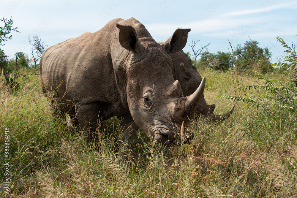 Obraz premium Rhinocéros blanc, white rhino, Ceratotherium simum, Parc national Kruger, Afrique du Sud