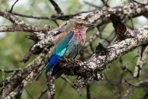 Rollier    longs brins . Coracias caudatus  Lilac breasted Roller