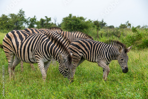 Z  bre de Burchell .Equus quagga burchelli  Parc national Kruger  Afrique du Sud