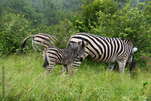 Z  bre de Burchell .Equus quagga burchelli  Parc national Kruger  Afrique du Sud