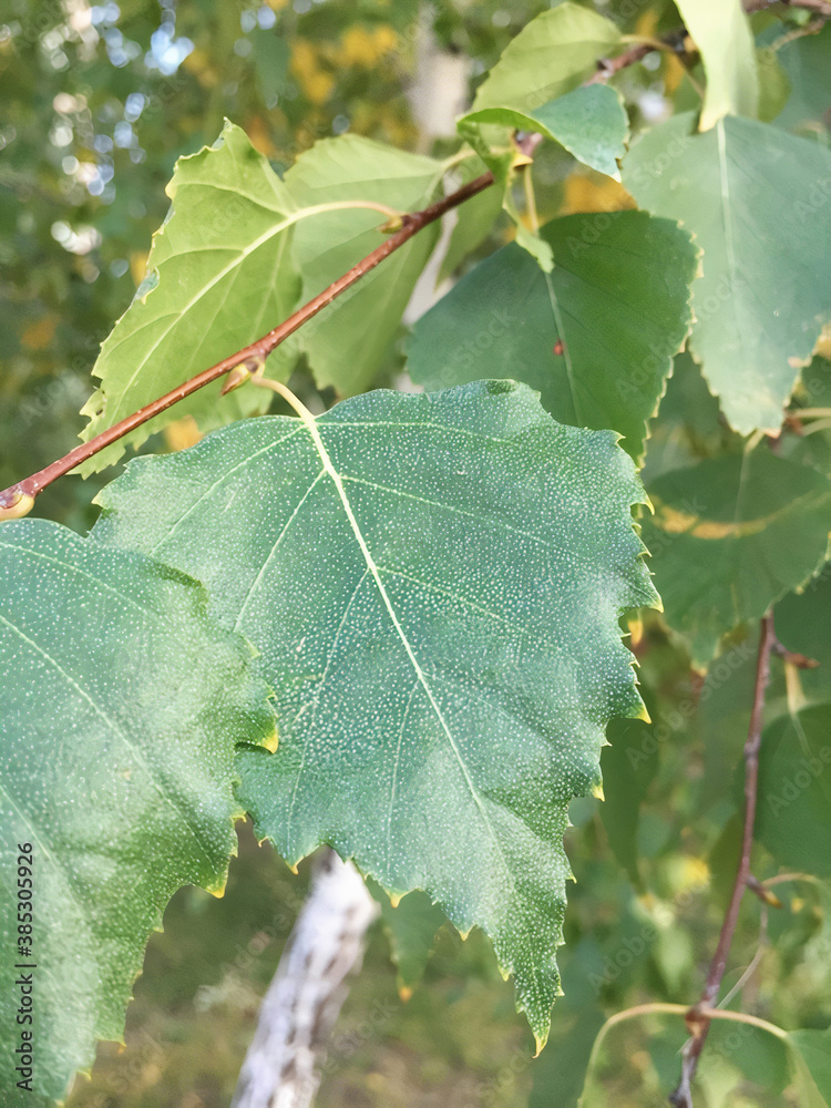 grapes on vine