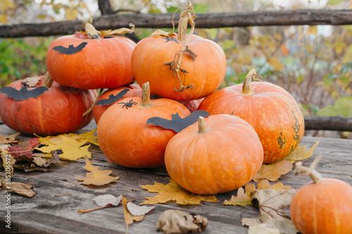 Happy Halloween  Thanksgiving. Pumpkin fruit with maple leaves on a wooden table  collecting the autumn harvest. Concept of tradition.