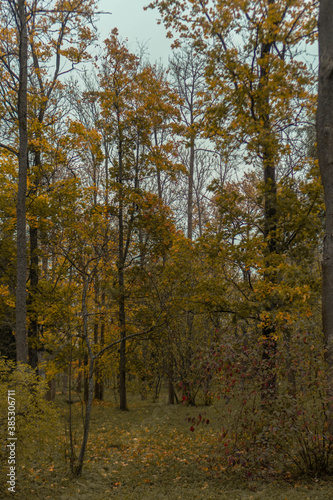tree in autumn forest © Victoria