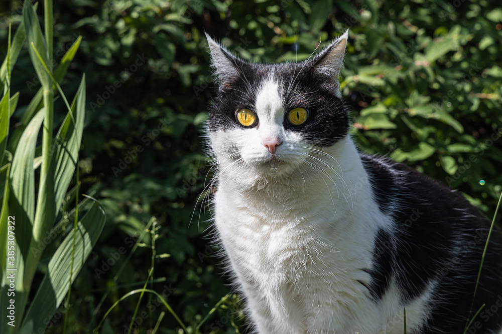 Beautiful adult young black and white cat with big yellow eyes sits on the green background in a yard in summer
