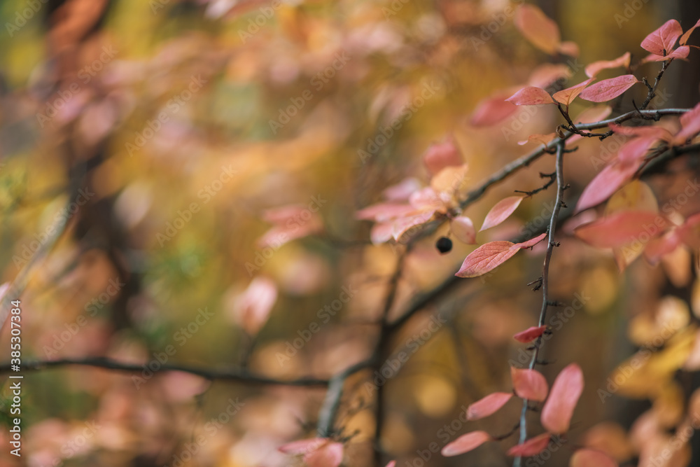 beautiful autumn background. orange and red leaves beautiful autumn background. orange and red leaves