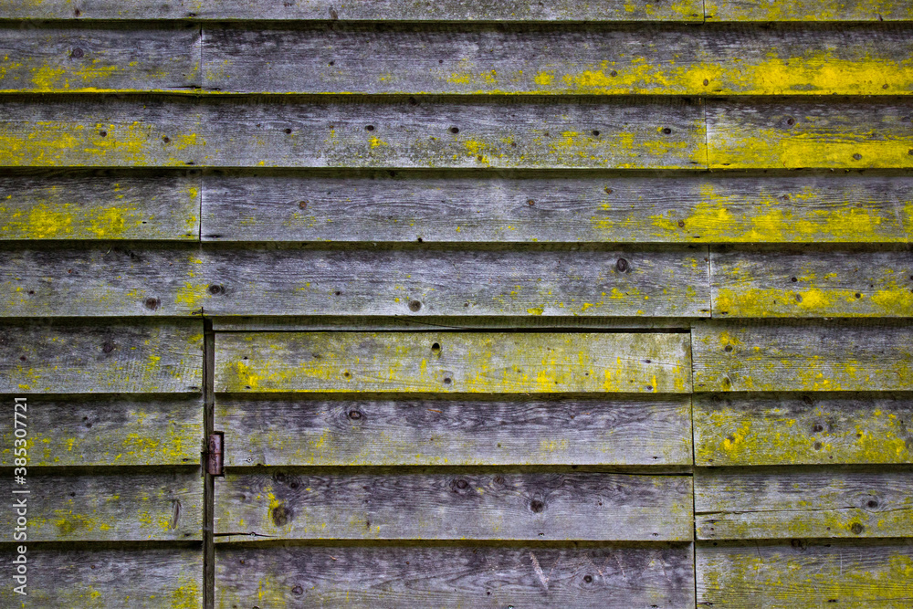 Wooden planks wall template with various yellow moss spots Wooden planks wall template with various yellow moss spots