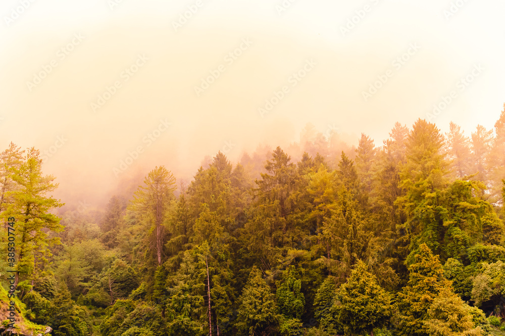 Silhouette of forested himalayas mountain slope with the evergreen conifers shrouded in misty landscape view from prashar lake base camp at height of 2730 m near Mandi, Himachal Pradesh, India. Silhouette of forested himalayas mountain slope with the evergreen conifers shrouded in misty landscape view from prashar lake base camp at height of 2730 m near Mandi, Himachal Pradesh, India.
